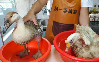 大雁與農家散養鵝的差異 老劉烹飪中的困惑