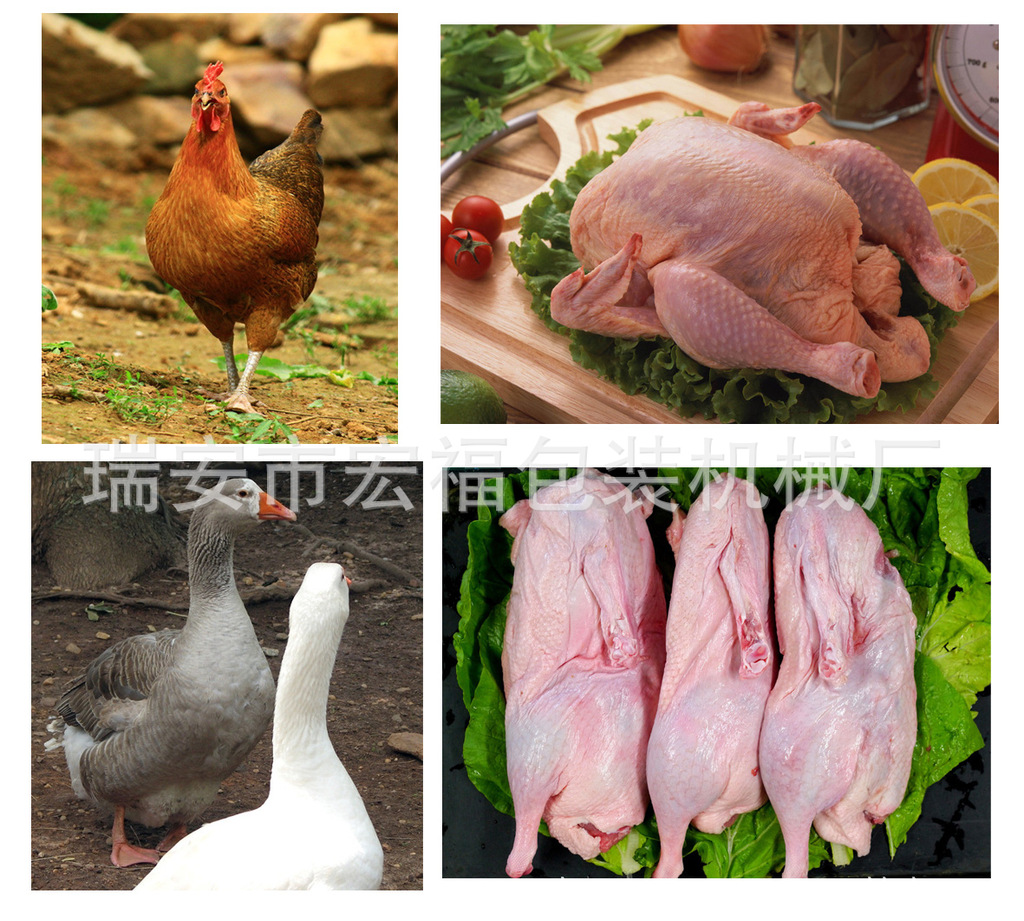 沿河生態(tài)雞屠宰生產(chǎn)線正式投入使用，助力家禽產(chǎn)業(yè)升級