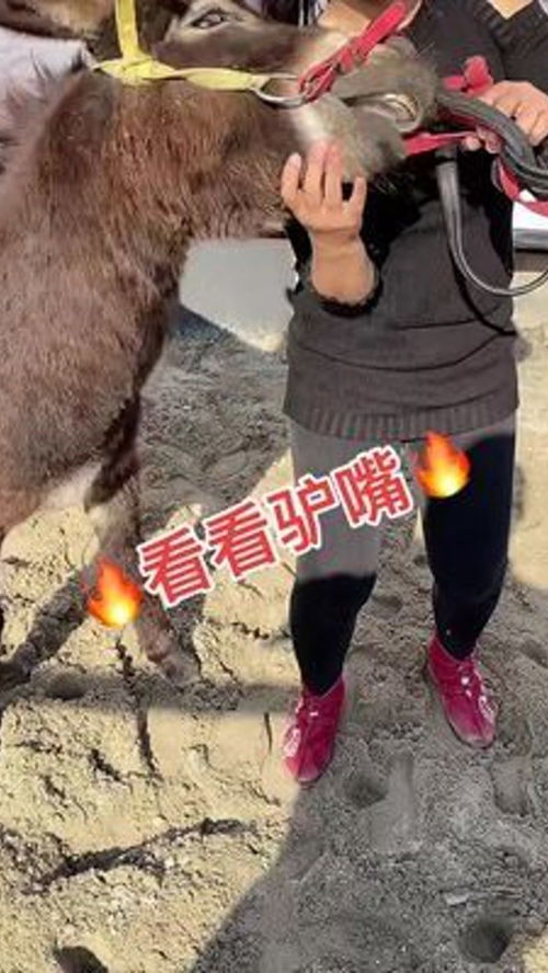 動物隨手拍 農(nóng)村家畜養(yǎng)殖的別樣風情