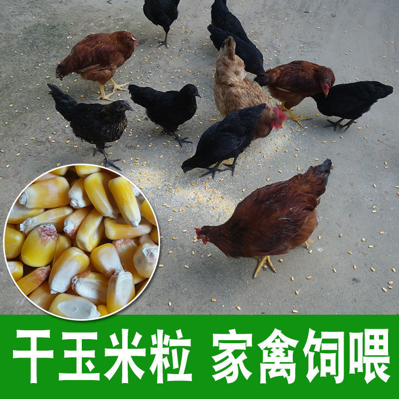 干養(yǎng)雞、釣魚與生鮮玉米 農(nóng)產(chǎn)品與家畜養(yǎng)殖的完美結(jié)合